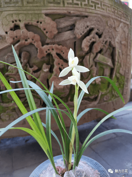 魅力兰花之兰花赏析6767什么样的兰叶最美