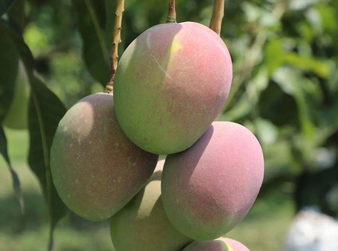 元江到底有多少种芒果让人傻傻分不清