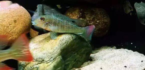 水族生物食土鯛種類大全上