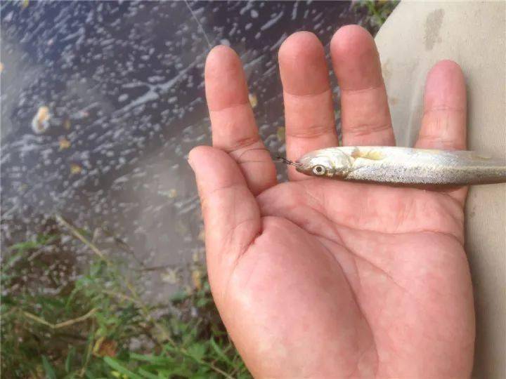 达赉湖鱼多鱼傻当地人基本靠下网一天100斤