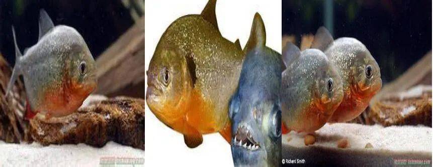 红腹锯鲑脂鲤红棕象甲悬铃木方翅网蝽光荚含羞草野燕麦美洲大蠊德国小