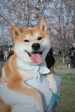 250_375竖版 竖屏gif 动态图 动图