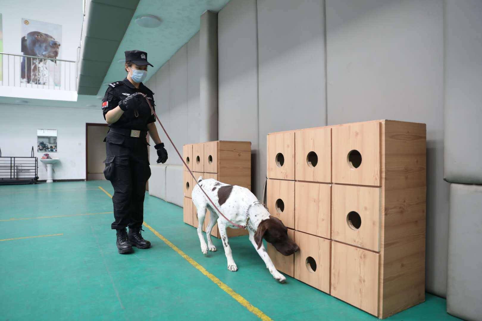 北京警犬可识别激光笔指令,搜爆技能升级至搜索枪支散件_训练基地