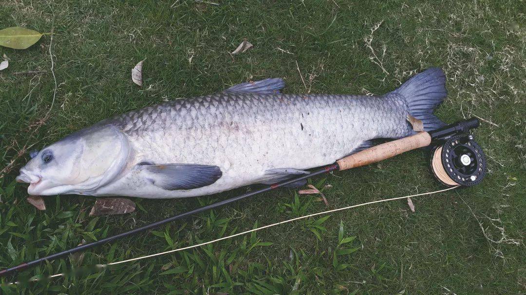 聽說用飛蠅釣法也能釣到青魚草魚釣法是這樣式兒的上