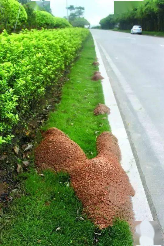 里面的水一下冲了出来,没过多久,地上就出现了一堆红蚂蚁