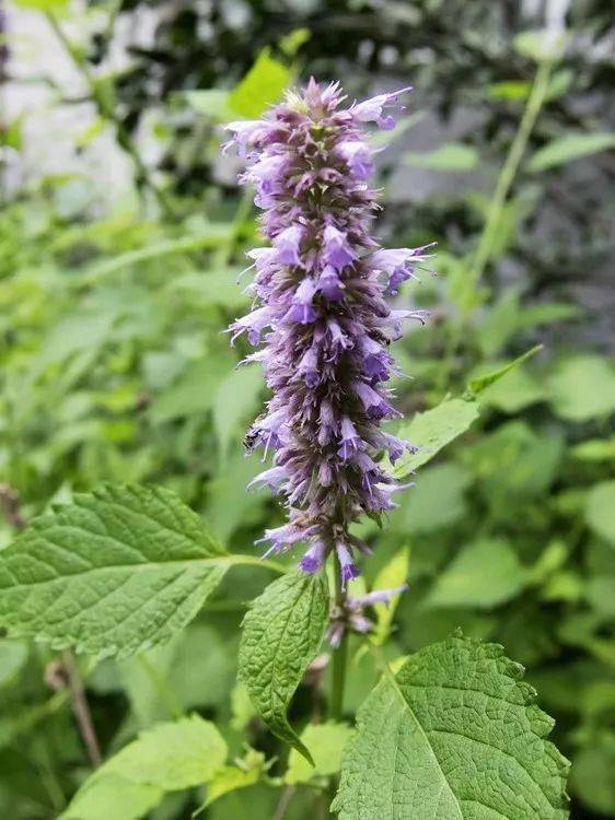 漫谈太行山的绝壁奇花—太行花_植物