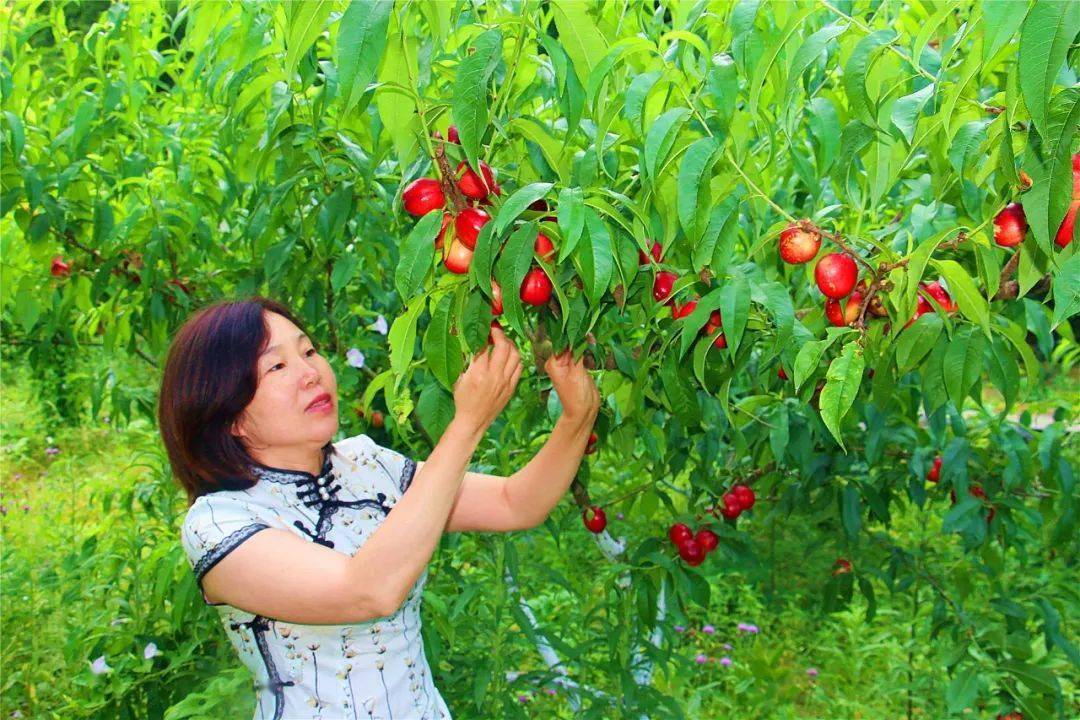 又是一年瓜果飘香时 白河仓上邀你来采摘_桃园