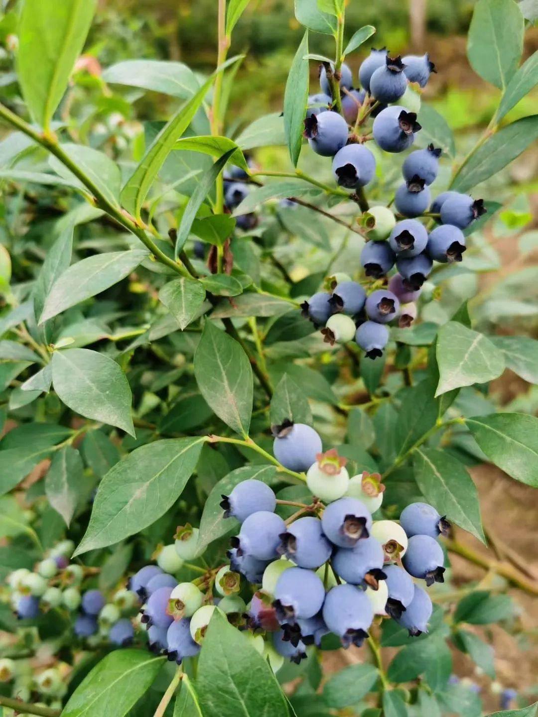 蓝莓树图图片