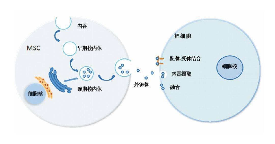 外泌体示意图图片