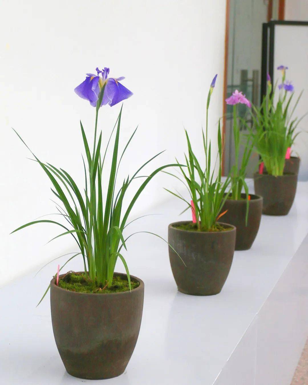 上海植物园自主选育20余个花菖蒲新品种首次与大众见面