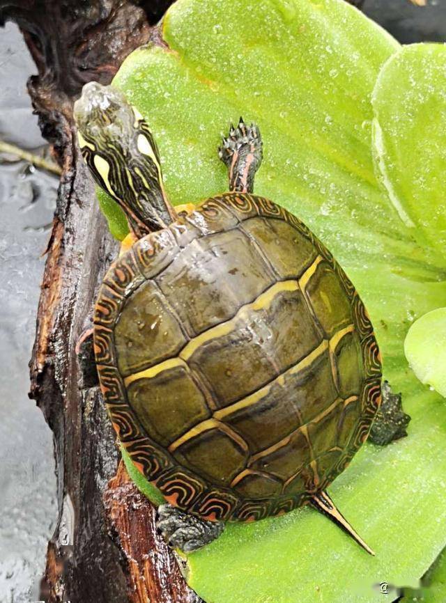 东锦龟成体图片