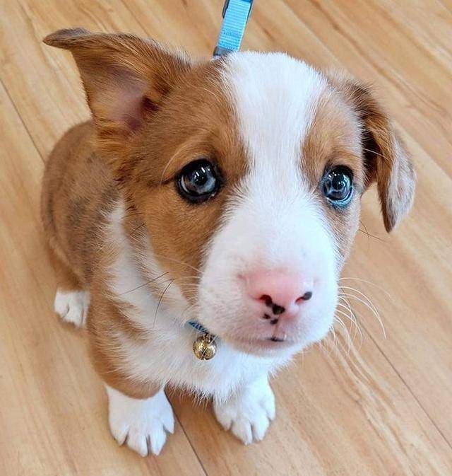 14张照片为你展示不同品种的狗坠入爱河时会发生什么