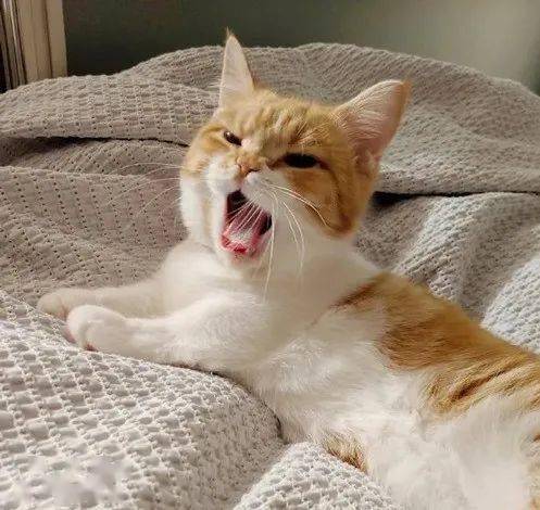 “妈！你看这只猫用尾巴勾引我！！！”