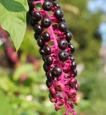 多名儿童误食这种野果中毒