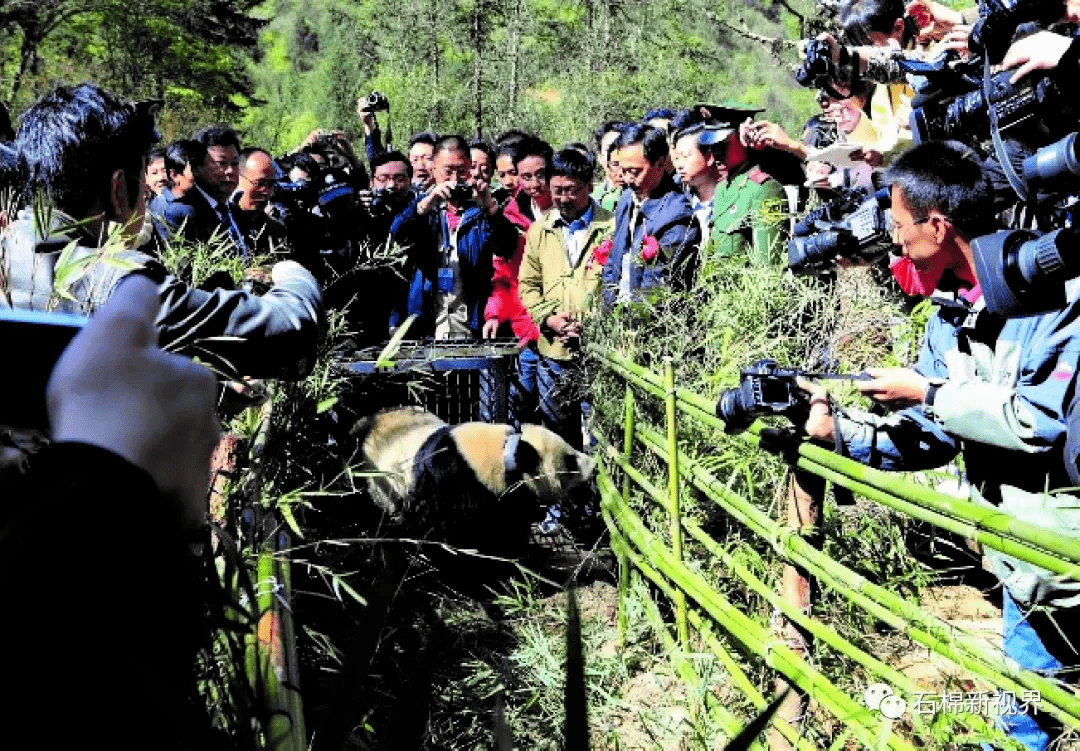 栗子坪野生动物图片