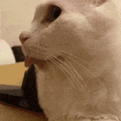 猫：啊！我把舌头忘在外面了咋办！在线等挺急的！