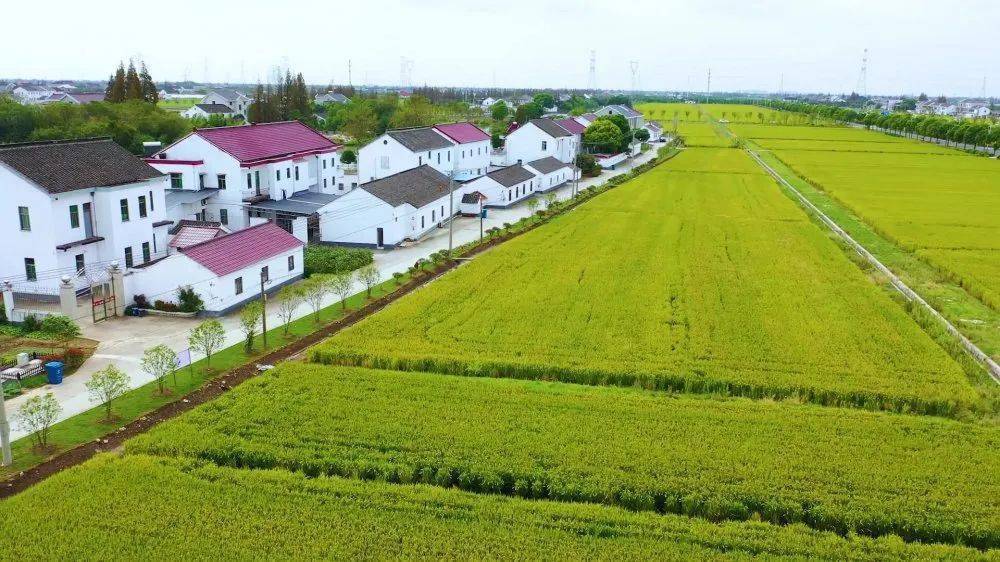 太仓市璜泾镇杨漕村喜获江苏省美丽家园省级示范点