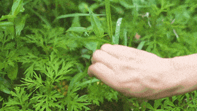 二十四节气芒种渌沼莲花放炎风暑雨情