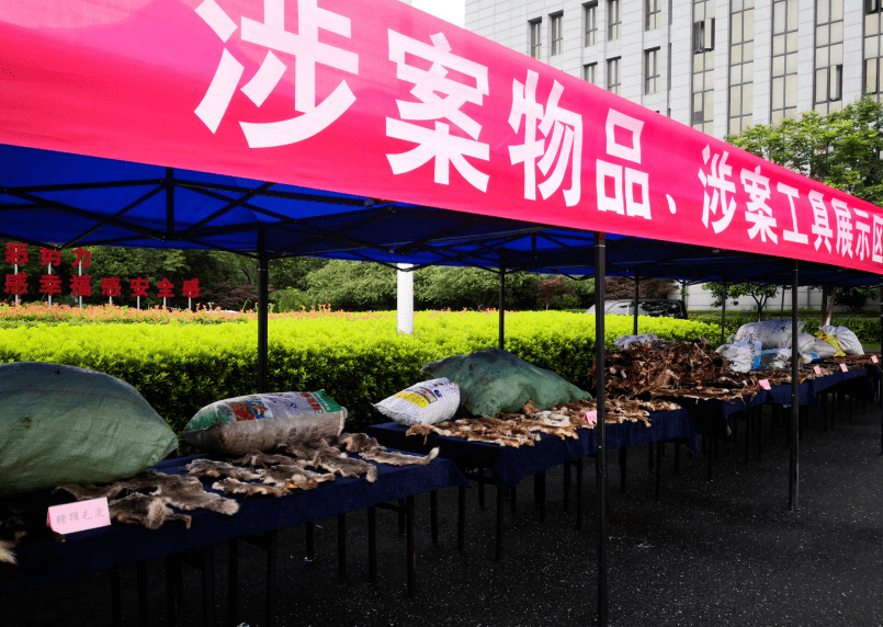 11人被抓 近5000只动物被害 杭州破获非法猎捕 收购 贩卖野生动物案 桐庐