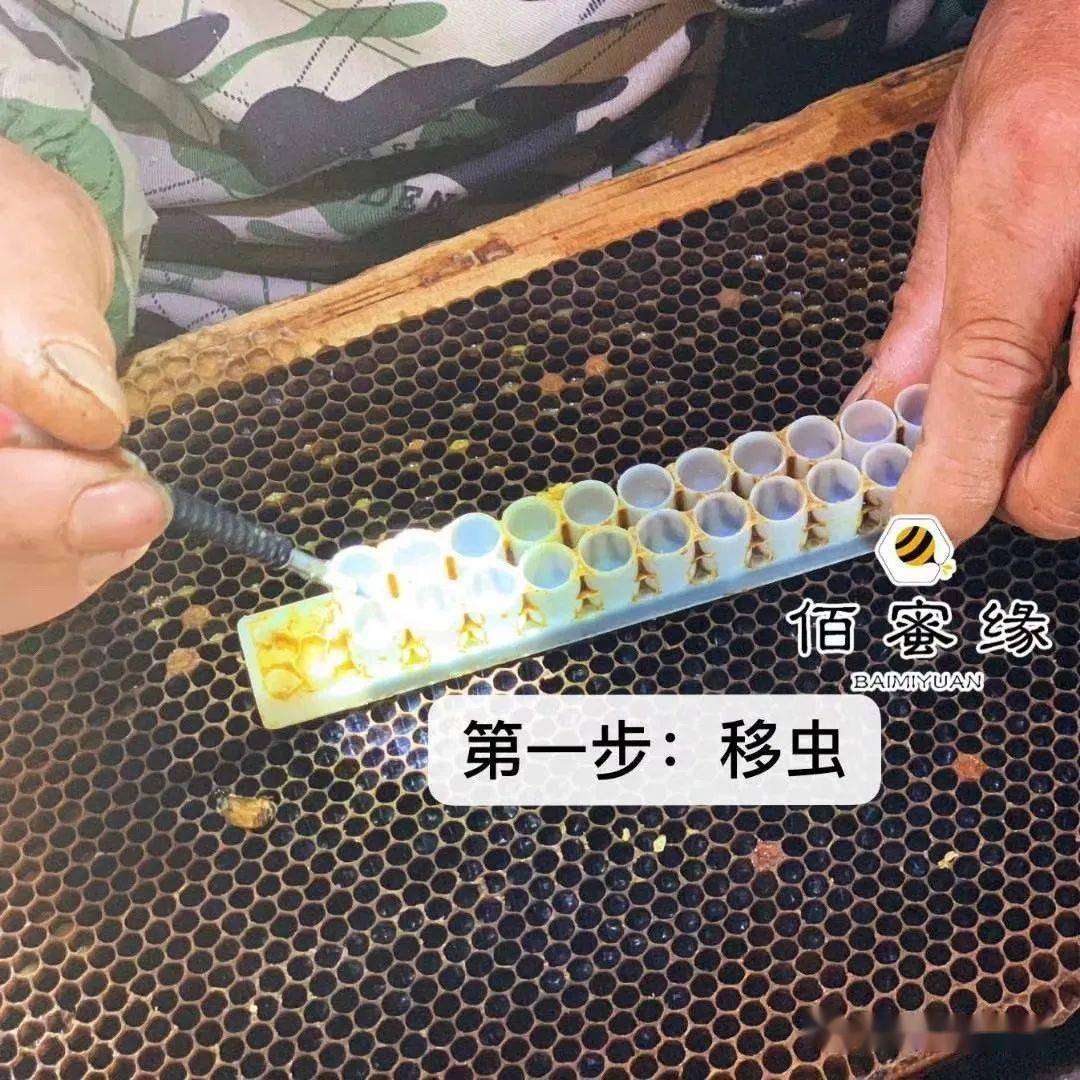 带你近距离认识蜂王浆