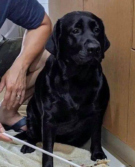 黑狗子闯祸了,可看到它的表情后,铲屎官:根本骂不出口.