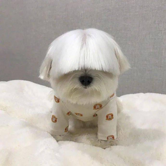 铲屎官给狗子剪了个齐刘海后网友不需要的眼睛请捐出去