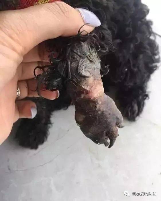 垃圾站里小泰迪整夜哀嚎看到狗狗惨状大家大骂前主人没良心