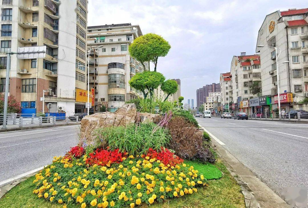 青石西路中分带改造目标为"三季有花 四季有景.