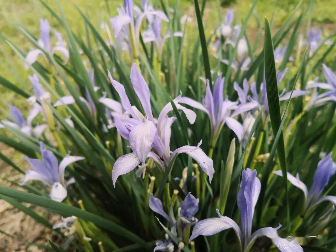 马兰开花二十一