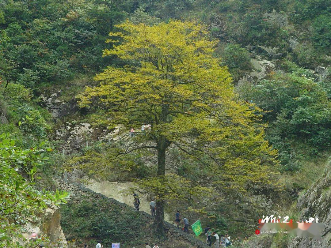 端午招募野花奇松峰林溪澗高山草甸一路風光覽群山大明山博物遊