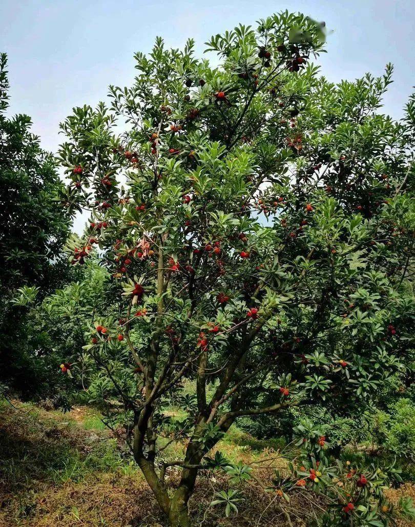 十里梅乡613去慈溪南部这个中国杨梅之乡登山健身遇见最馋人的夏季