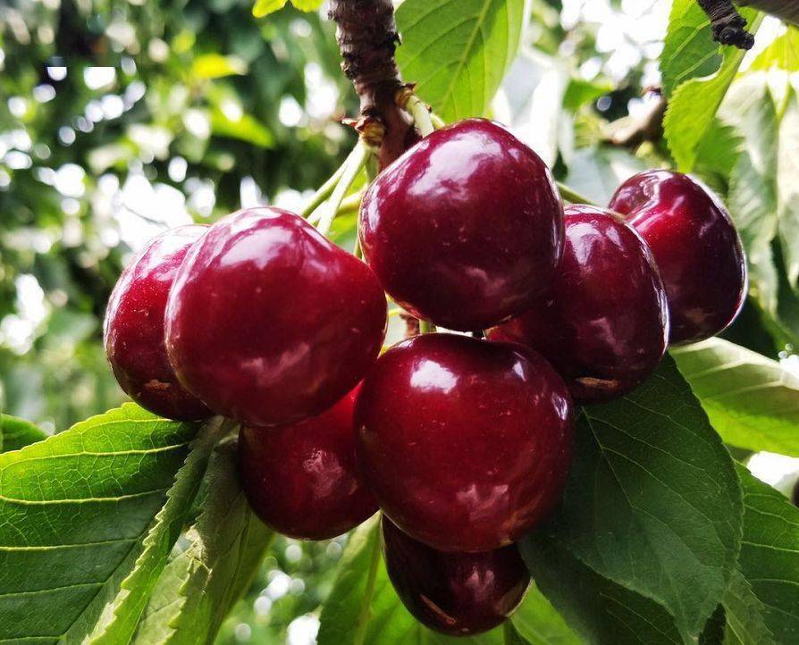 11万亩福山大樱桃熟了穿越四季只为今夏与你相拥