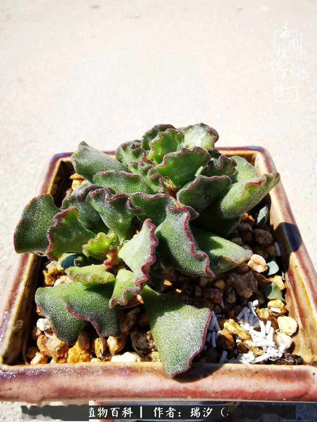 自己刨坑之天锦章属多肉植物水泡特辑