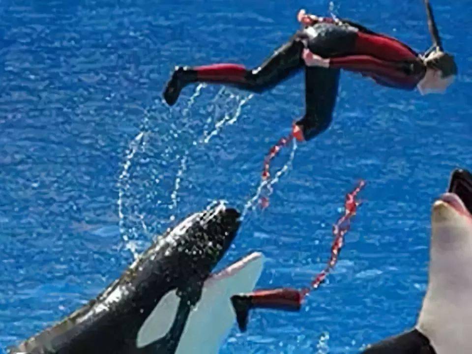 这是唯四被记录的虎鲸杀人事件.