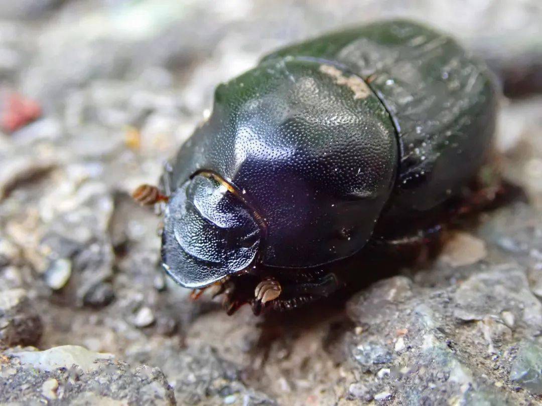 晚上继续灯诱,看看有没有北京的暗色系"彩虹锹甲".