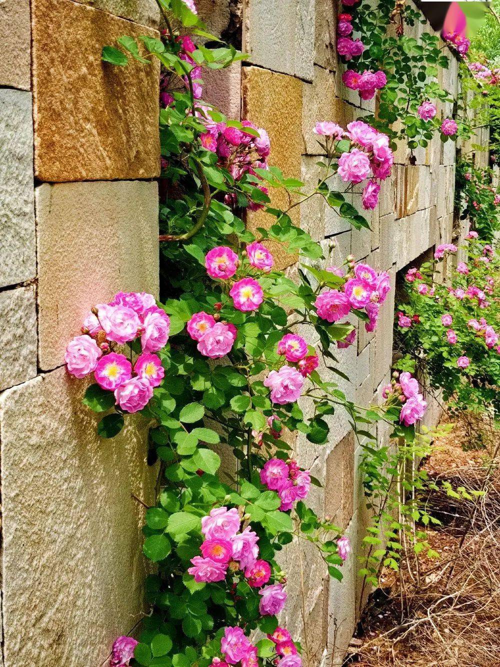 世园花讯世博园南十字星花园里的蔷薇花