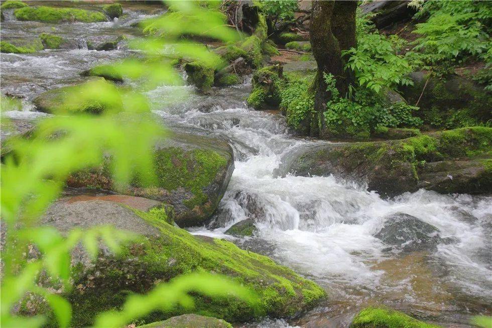 綠染箐山秀美景,清涼怡夏享風情_綠色