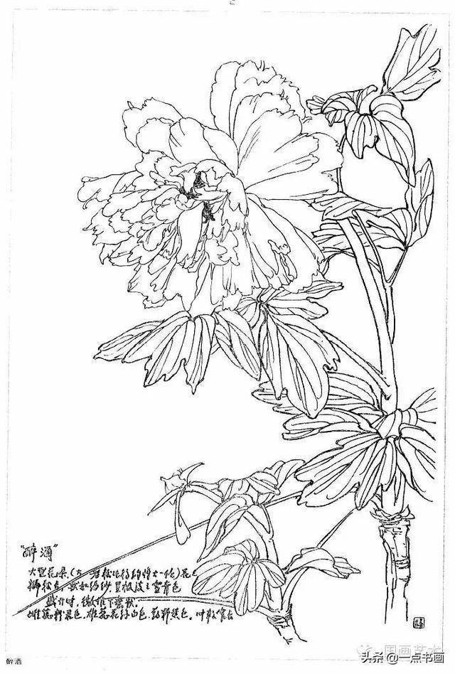 于希宁牡丹白描写生画稿分享1