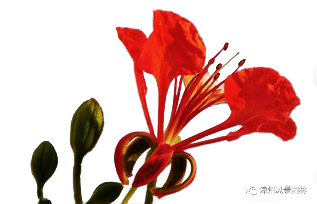 留园网 红似火黄似金 漳州又迎一城盛花 6park Com