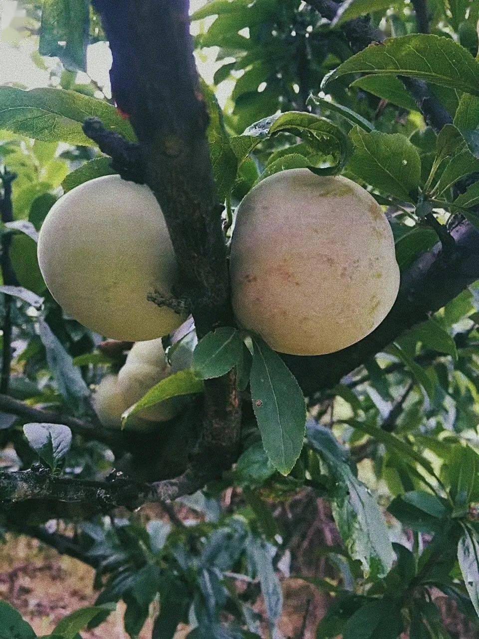 金塘李子正当时 | 跨海大桥也阻挡不了阿拉对这口酸甜多汁的惦记!