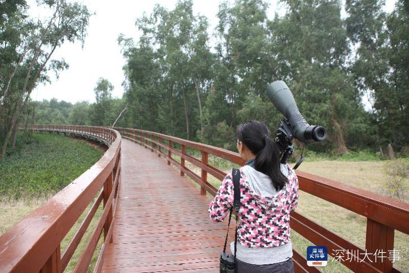 工作人员正行走在南区的观鸟栈道上.南都记者 赵炎雄 摄