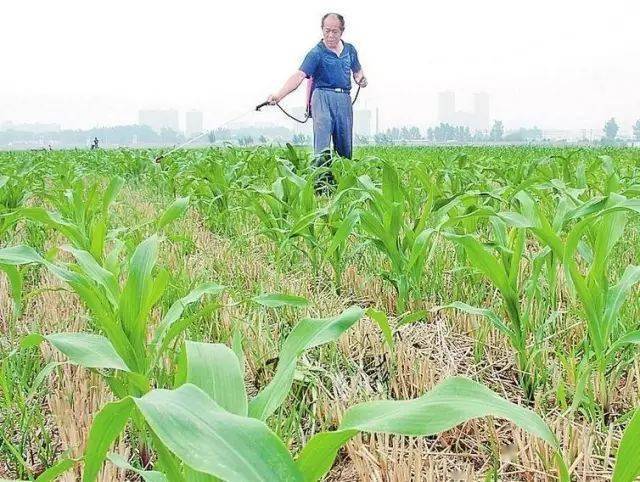 玉米田苗后除草剂几天见效_玉米田苗后除草剂药害症状_玉米田苗后除草剂