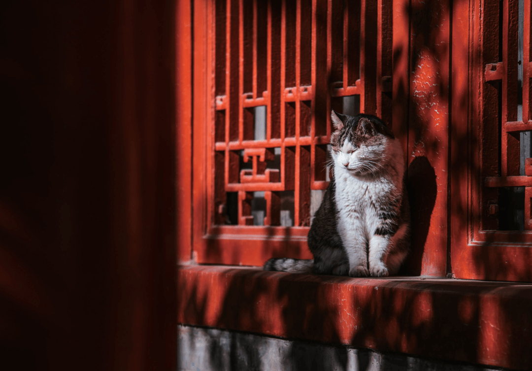 故宫猫:小崽儿