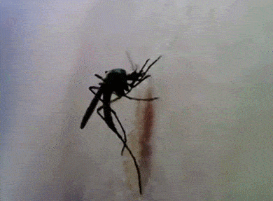 蚊子飞动图图片