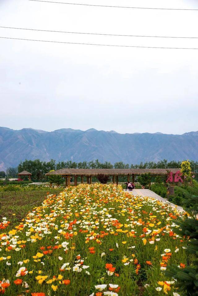 开园首日人气爆棚快来打卡白银这片300亩的超美花海