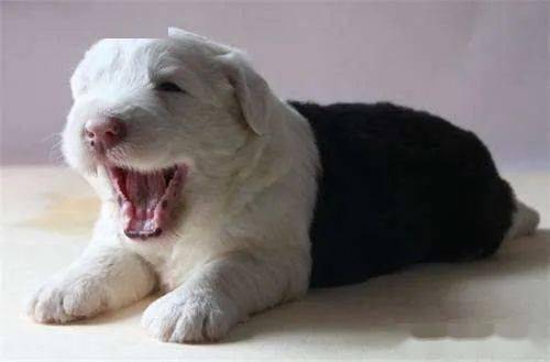 汪星人课堂狗狗咳嗽怎么办