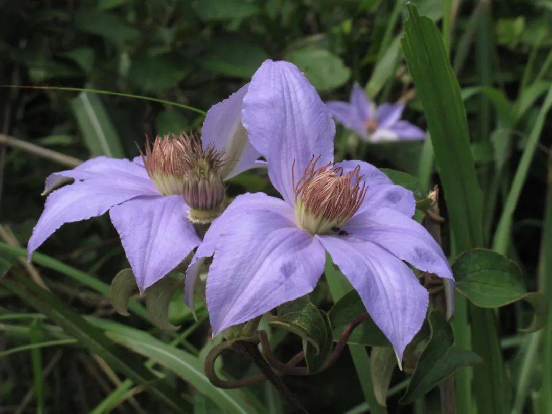 宁波北仑发现大量野生毛叶铁线莲