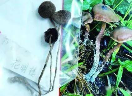 两朵硕大的蘑菇一夜之间长出2朵巨大黑蘑菇