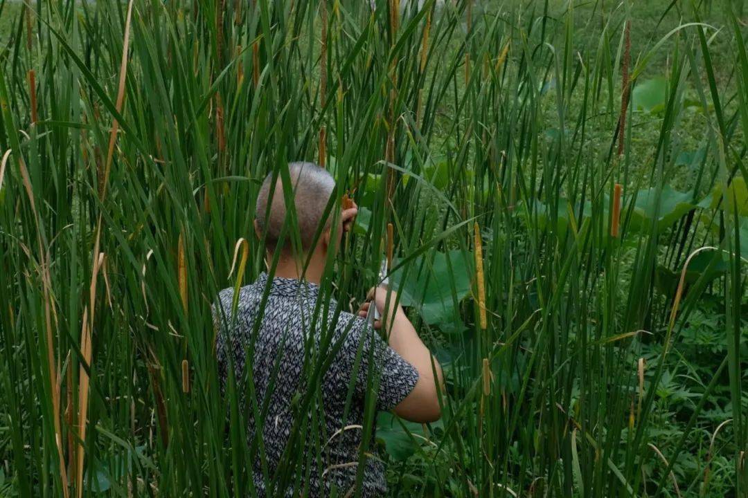 李国新老师深入沼泽中采摘蒲黄蒲黄,为香蒲科植物水烛香蒲,东方香蒲或
