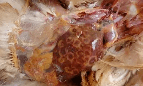 蛋鸡肝破裂的5种原因